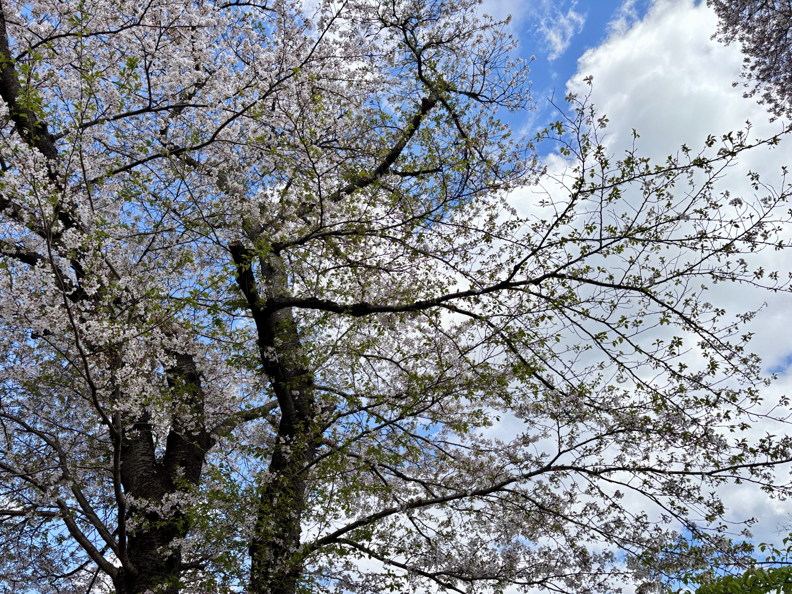 除草【東秩父村】