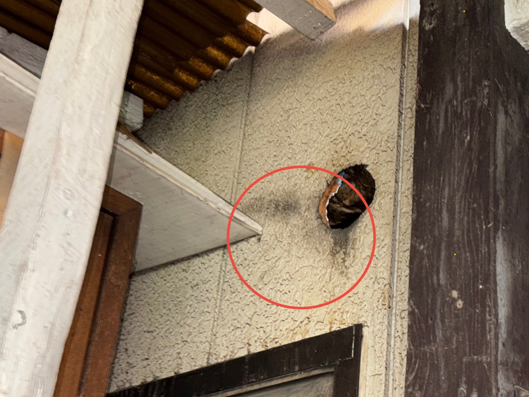 ラットサインについて語る回