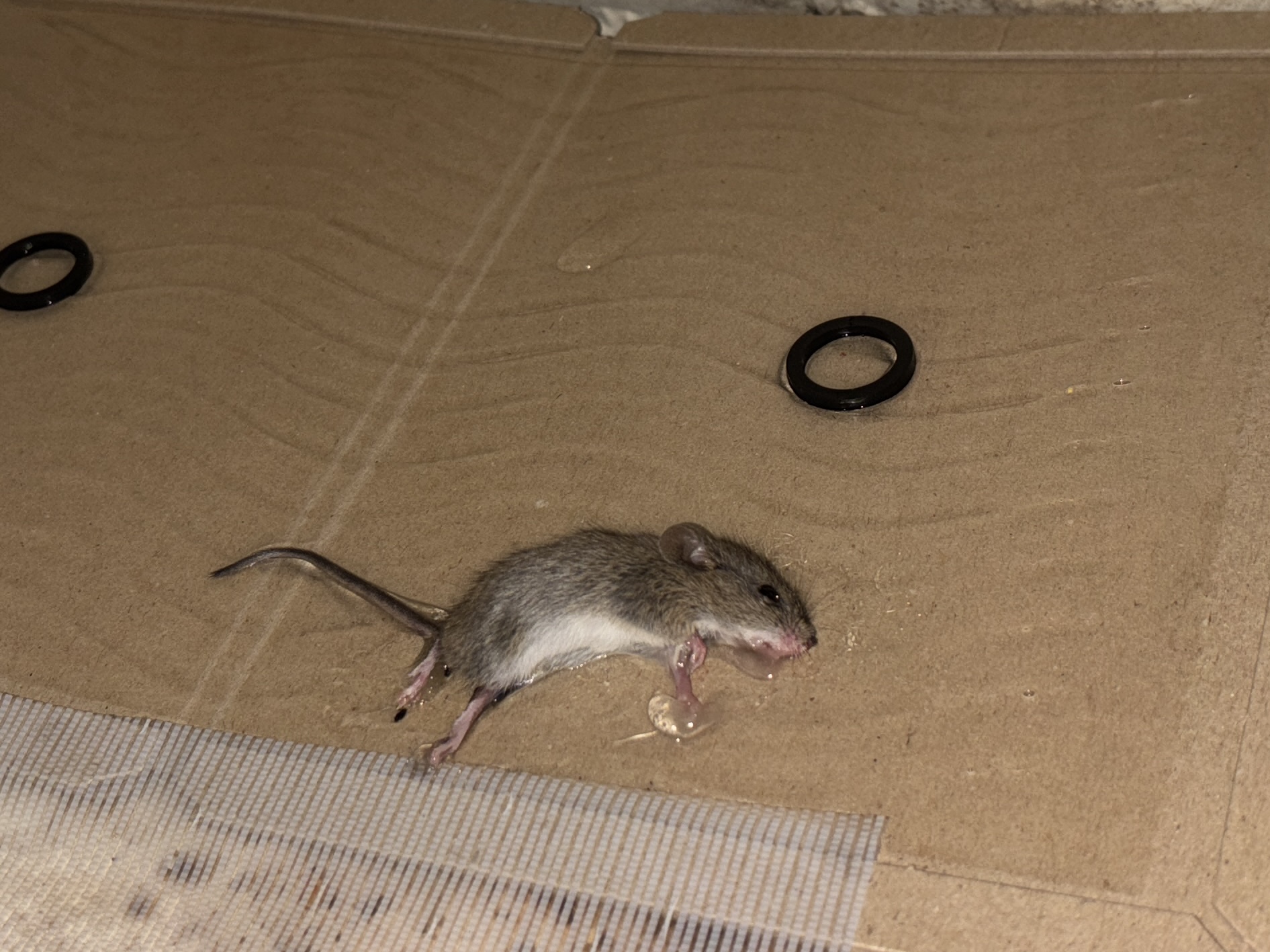 続ネズミ駆除とか【行田市】