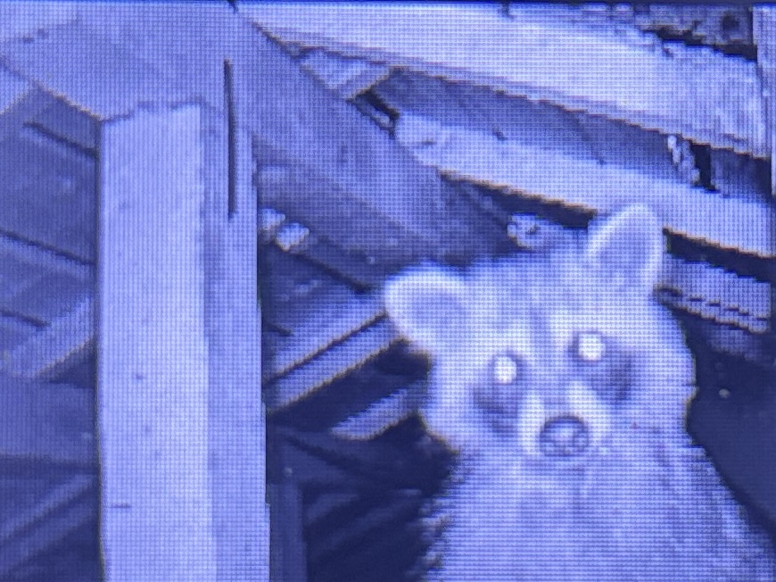 防鳥？工事とか【深谷市とか】