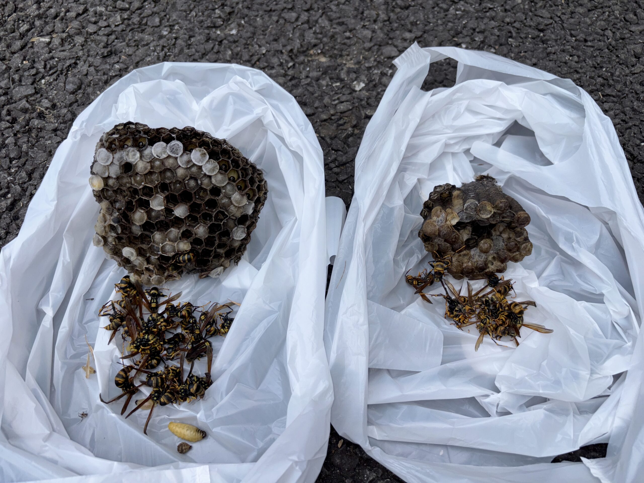 アシナガバチ駆除とか【熊谷市とか】