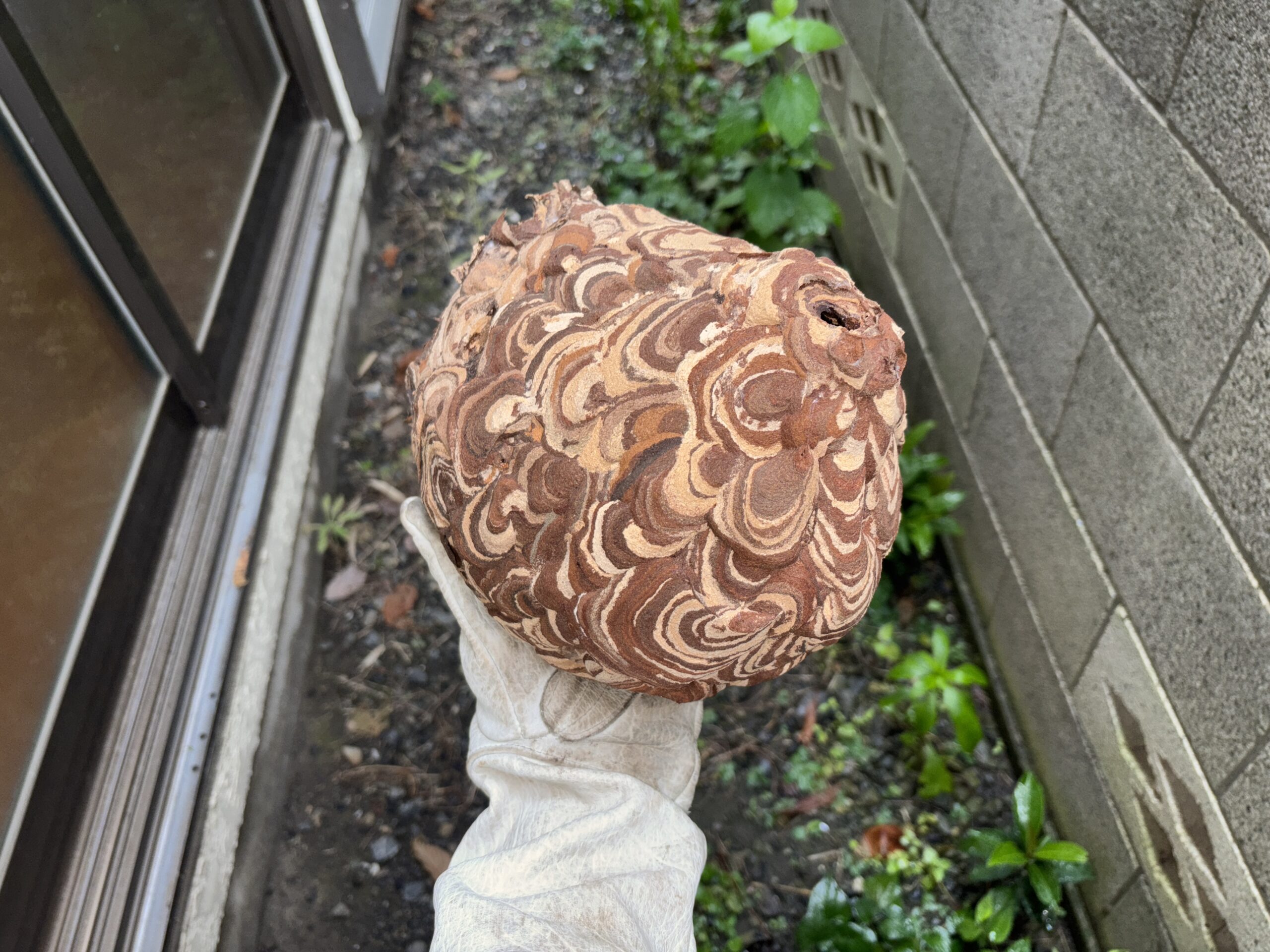 ハチの巣駆除【熊谷市】