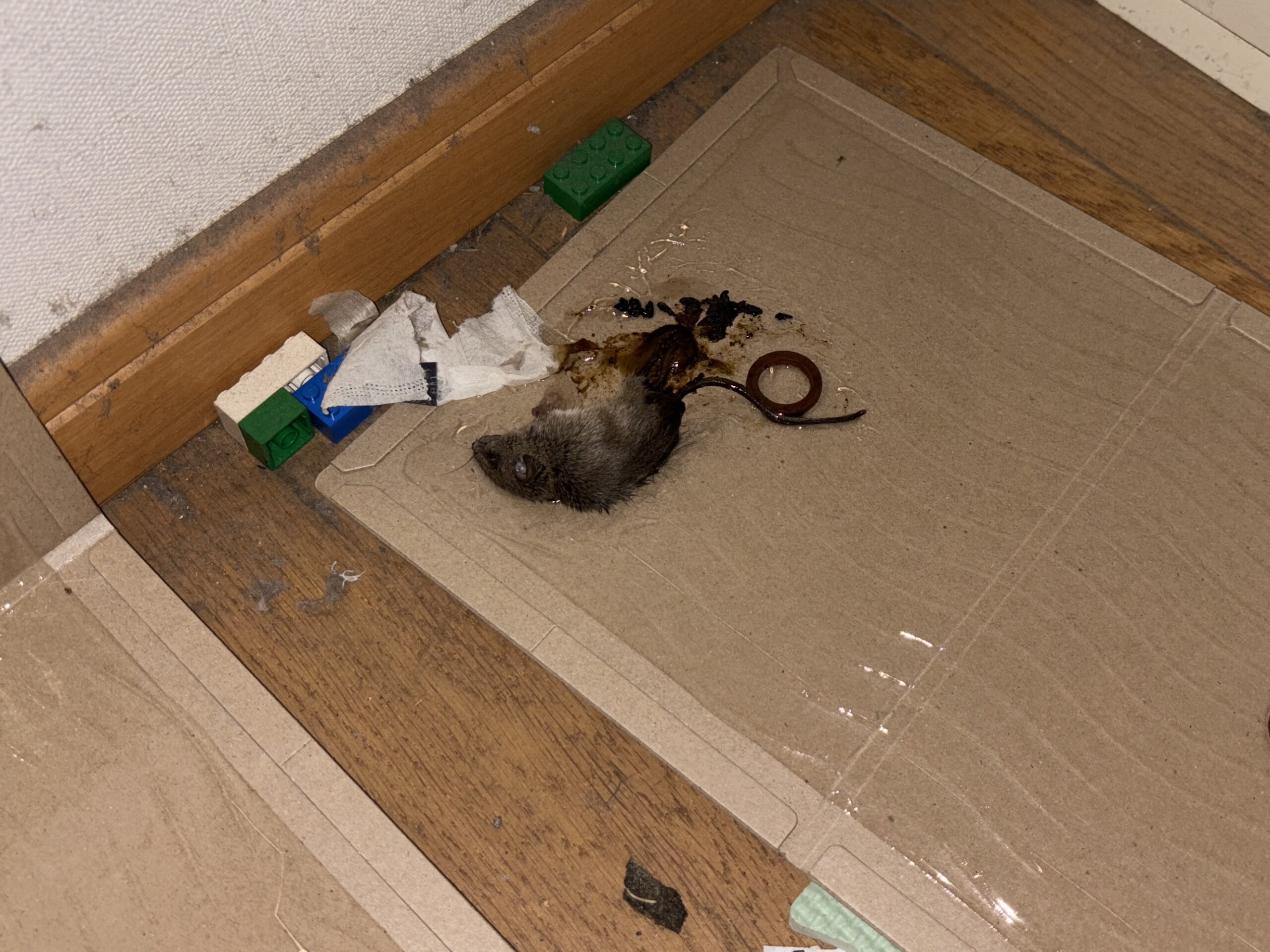 ネズミ駆除など【鴻巣市】