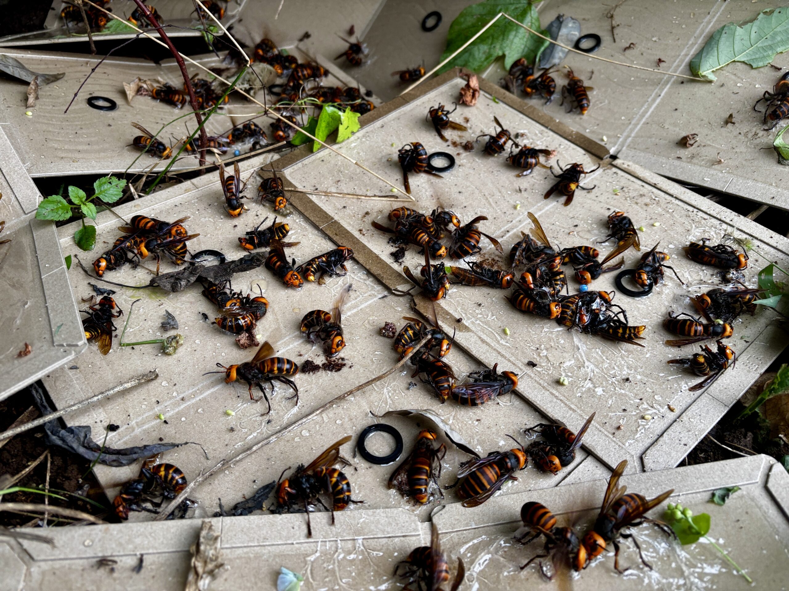 色々〜(オオスズメバチあり)