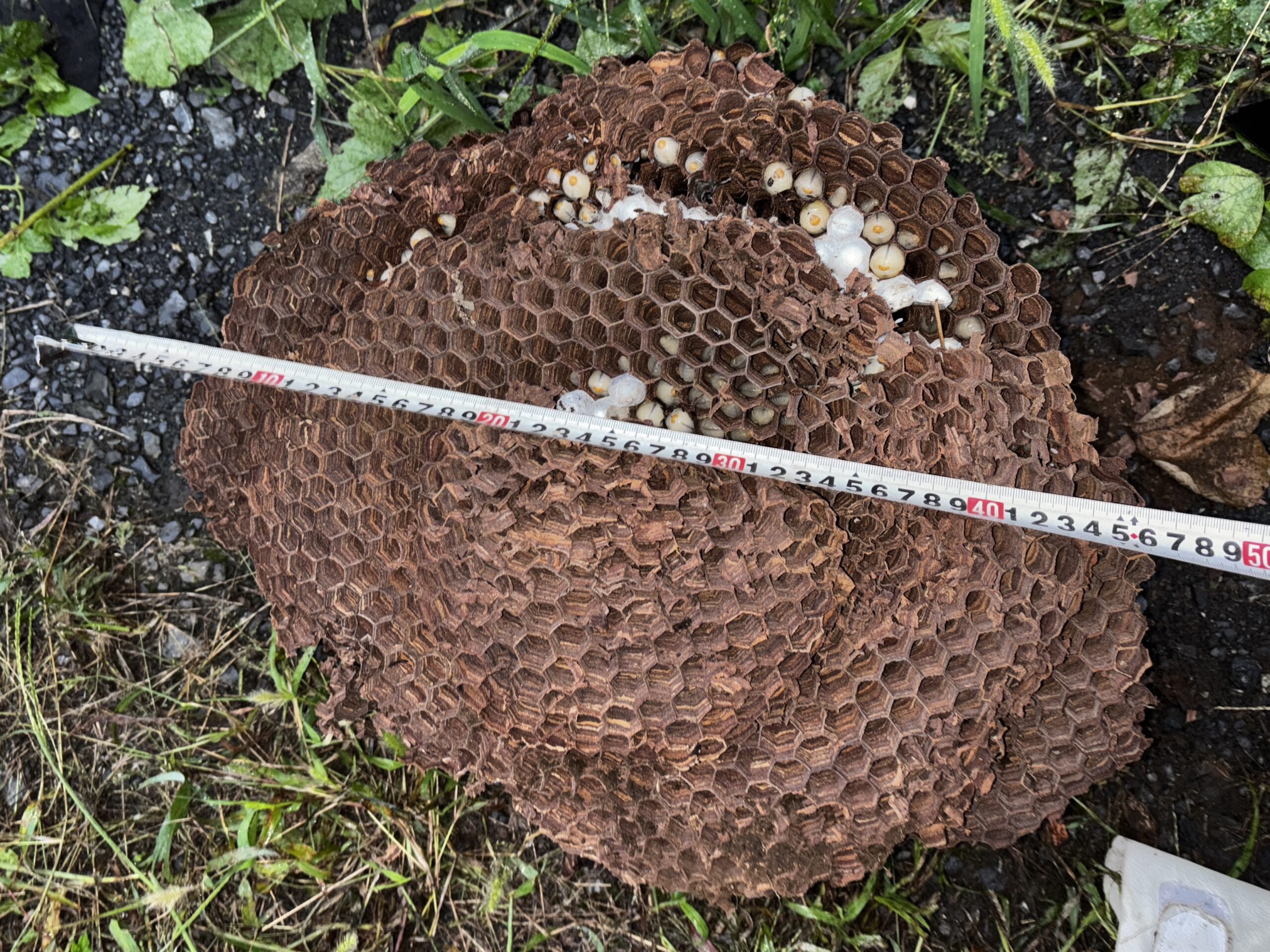 コウモリ防除など【熊谷市など】