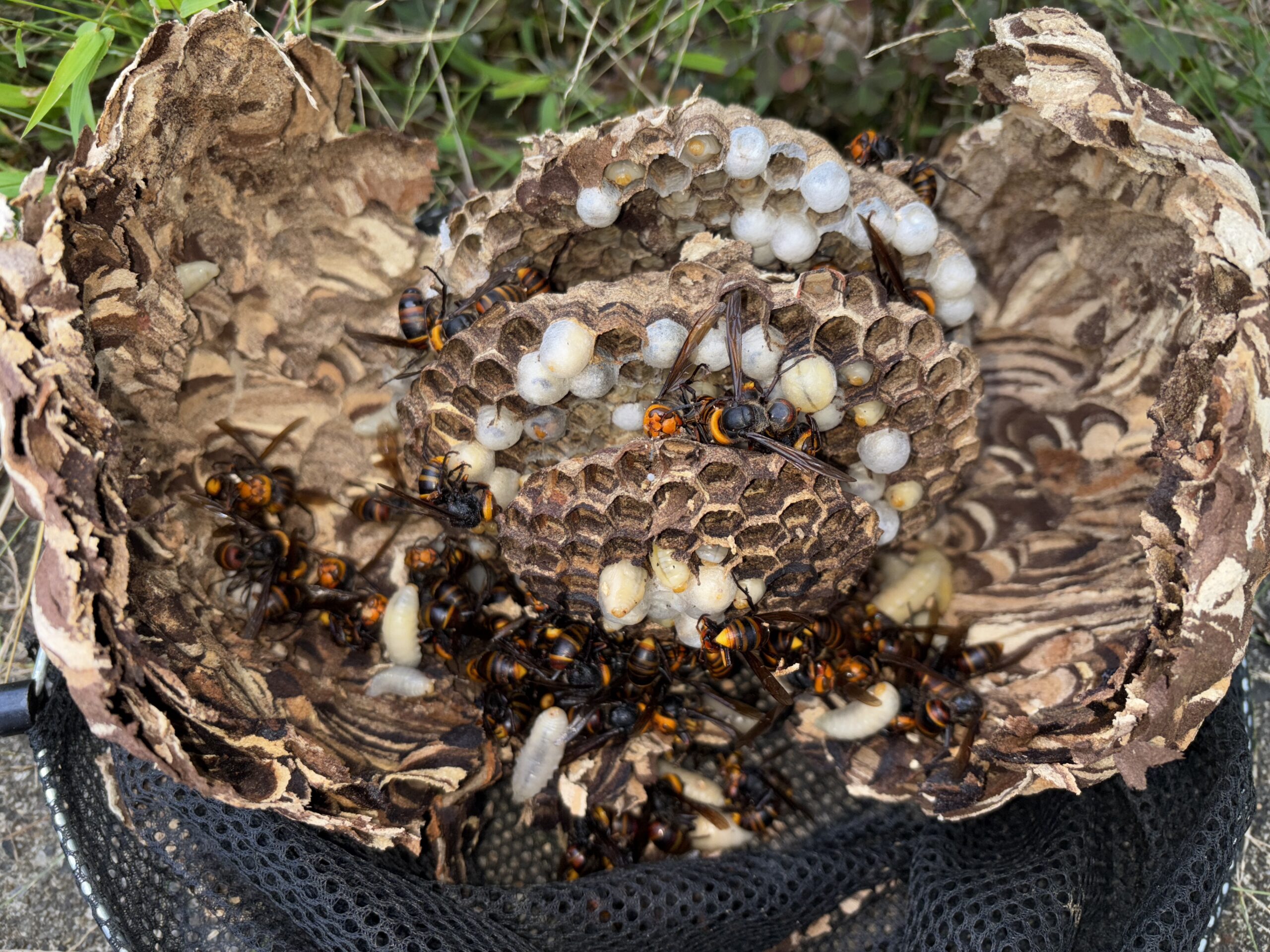 ネズミ駆除など【川越市など】