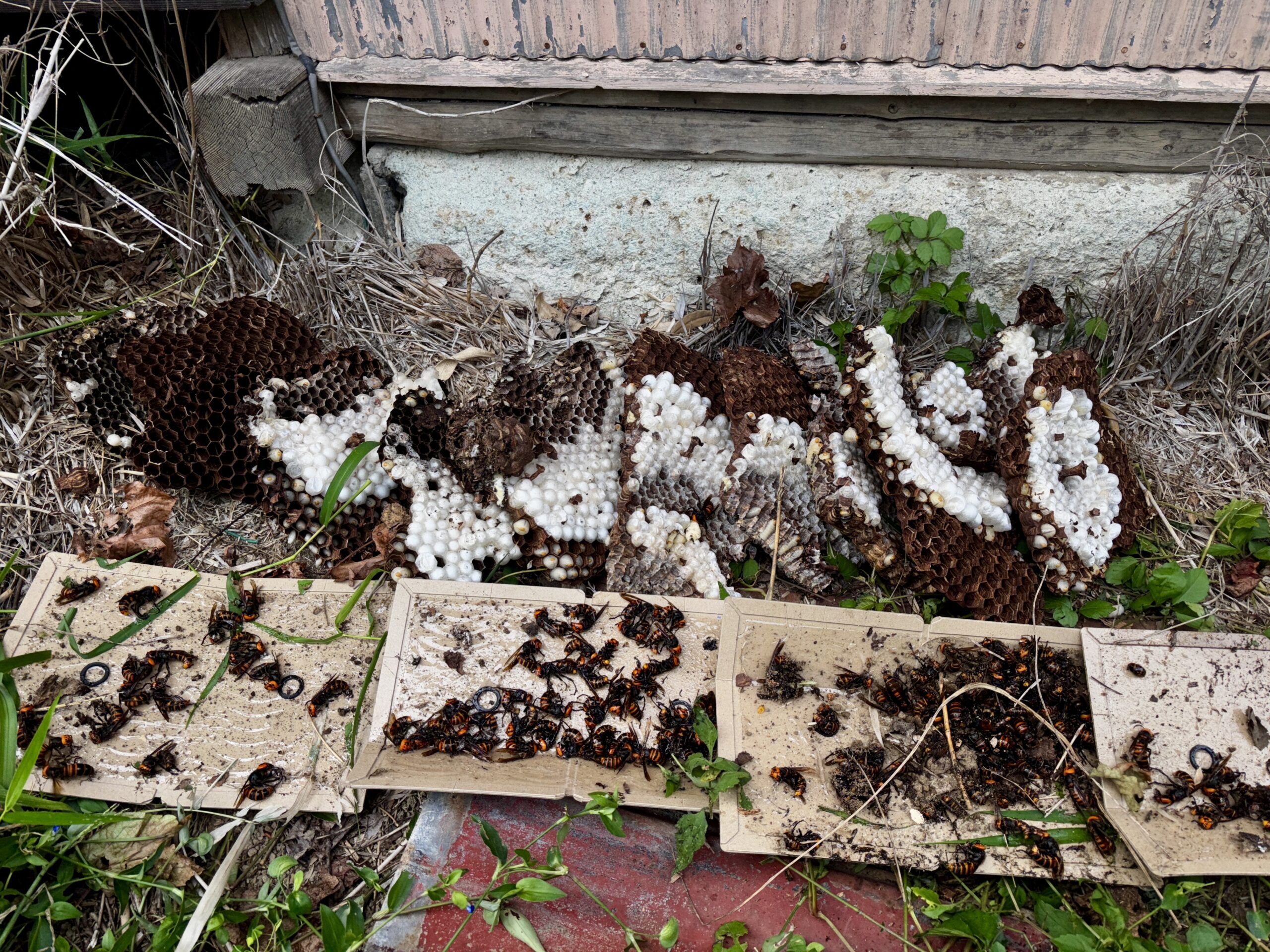 ハチの巣駆除など【熊谷市】