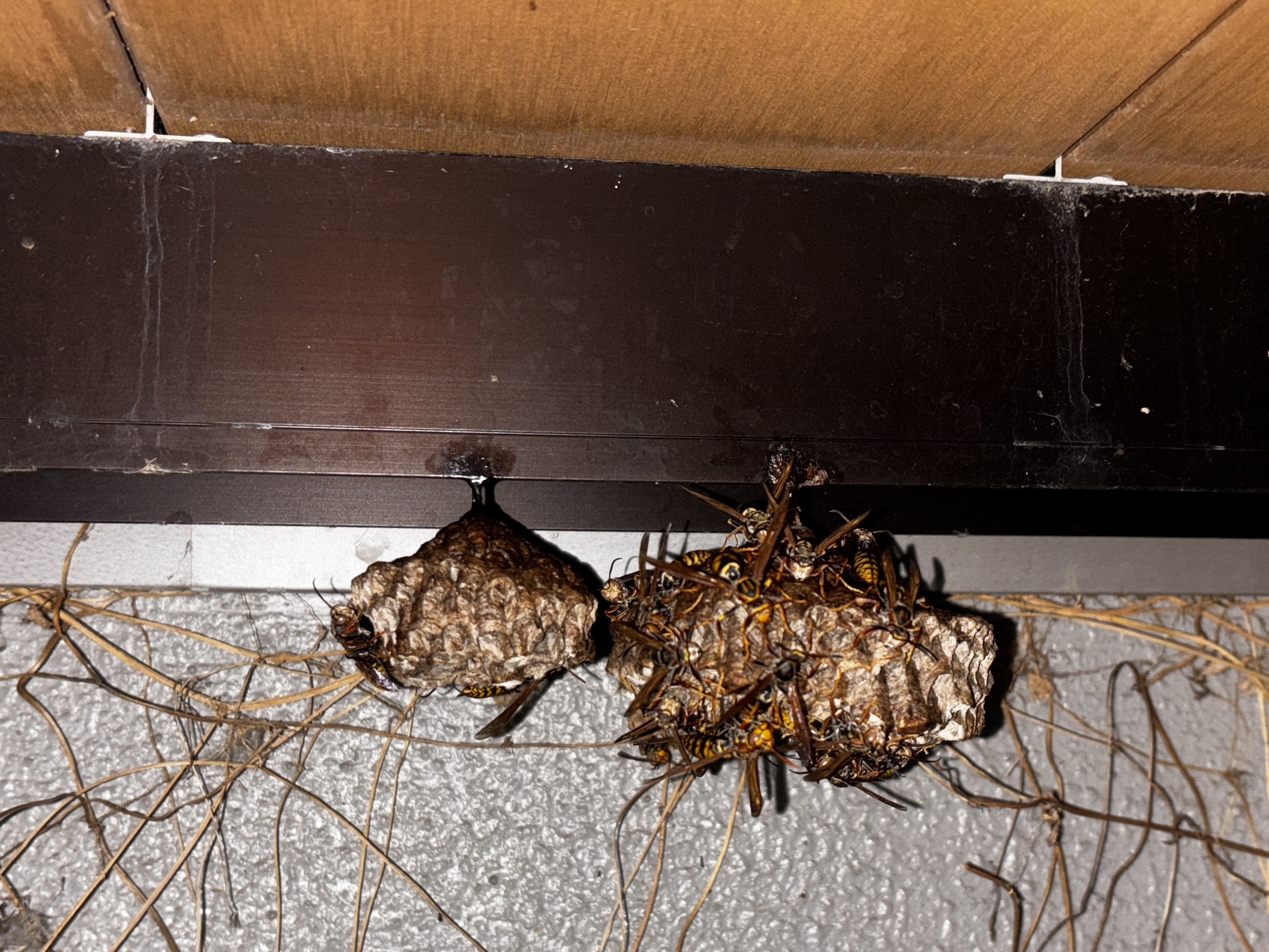 ネズミ駆除など【鴻巣市など】