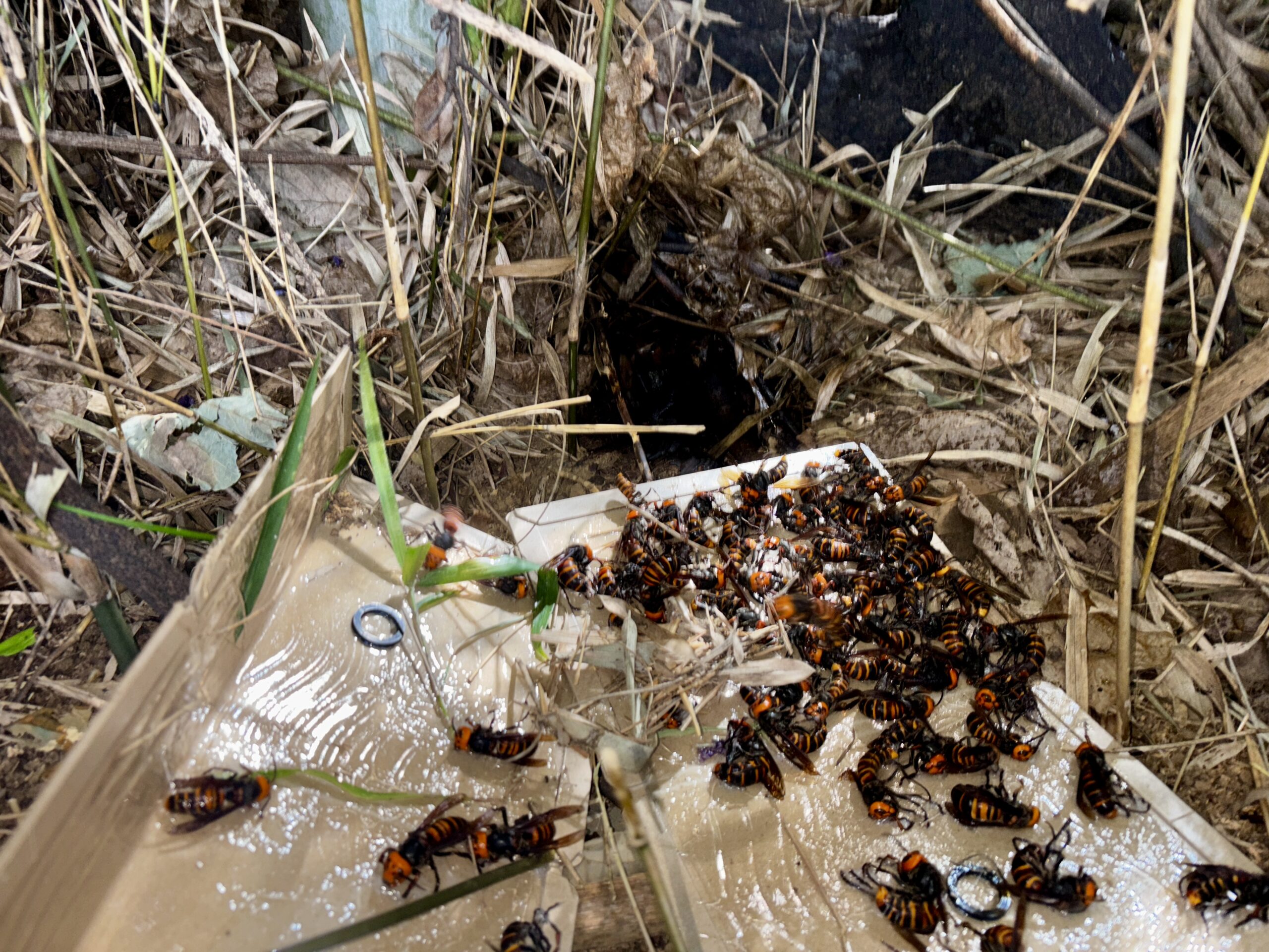 ネズミ駆除など【川越市など】