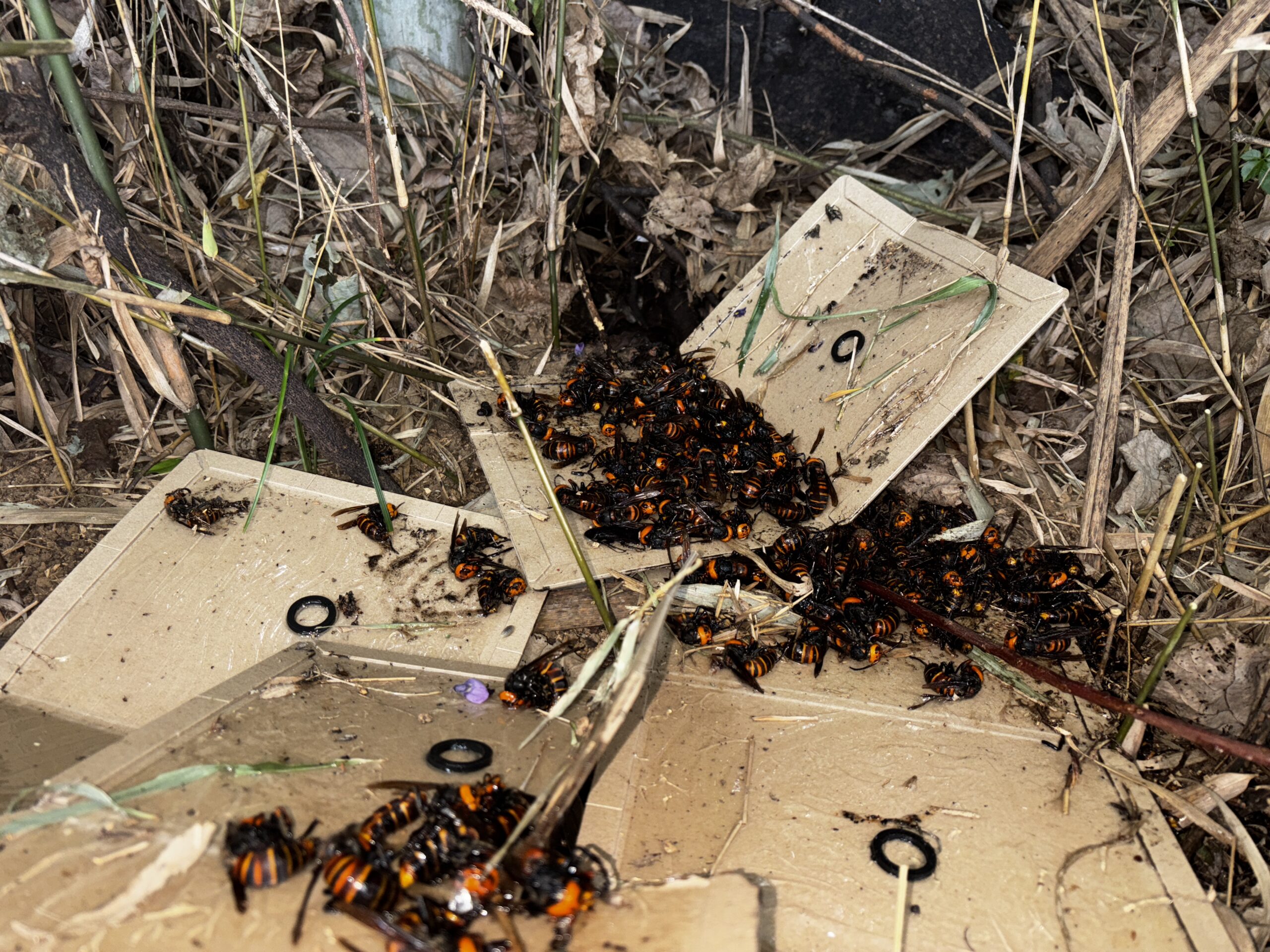 害獣調査など【熊谷市など】