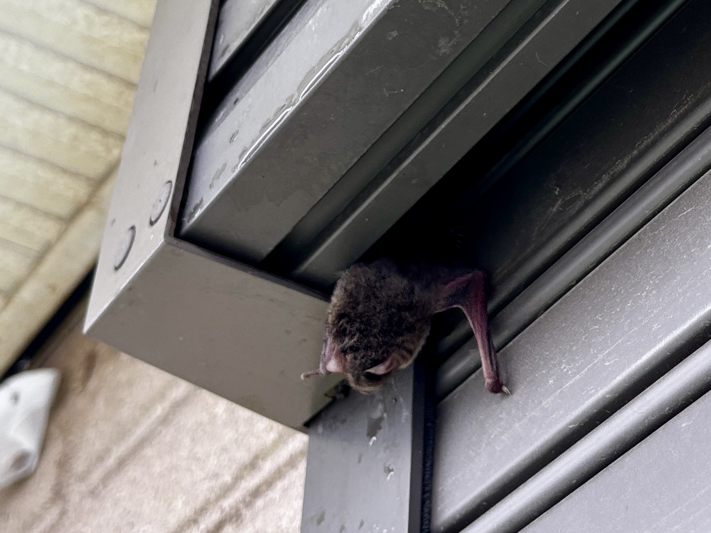 シロアリ防除施工など【滑川町など】
