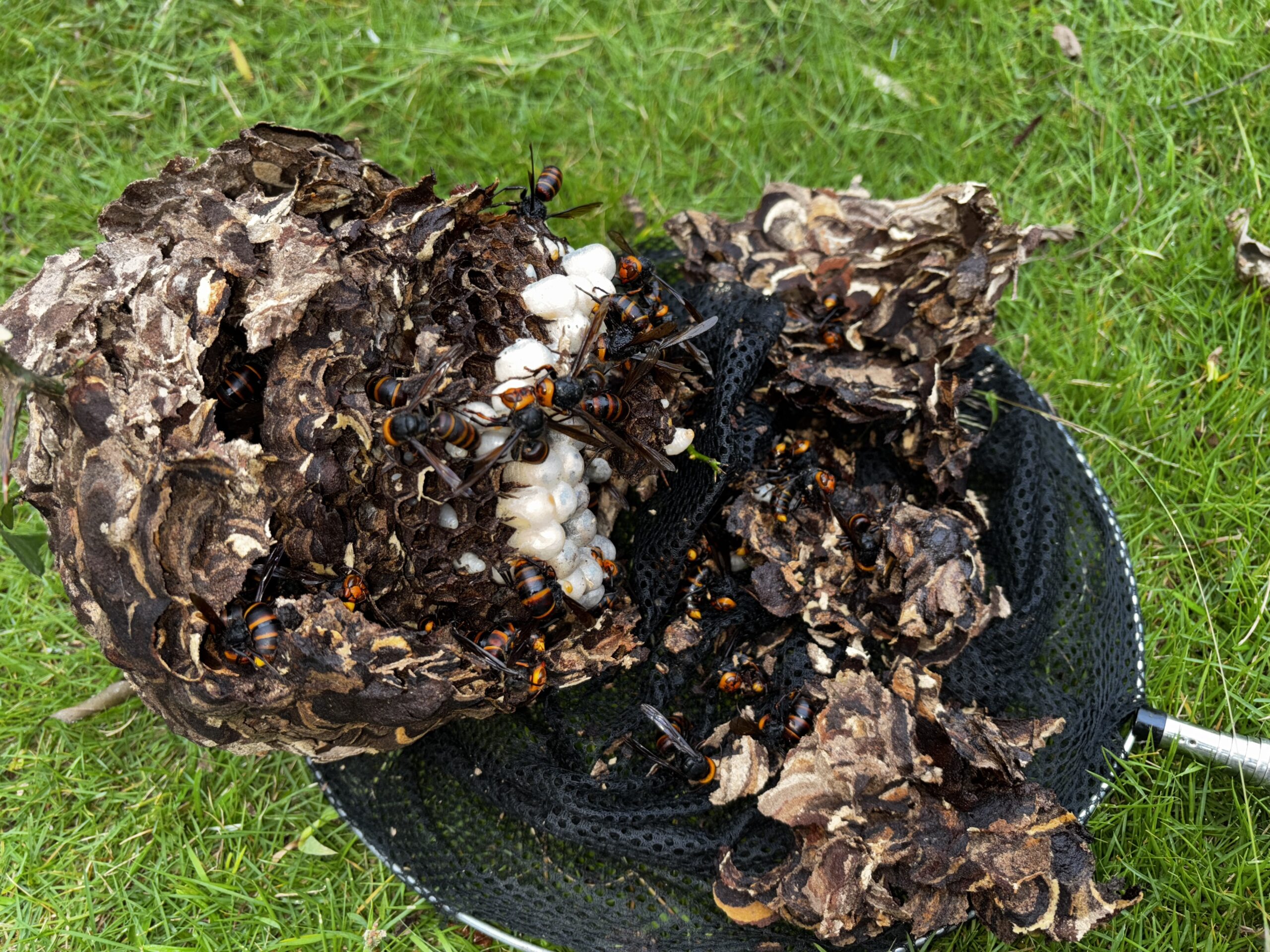 ネズミ駆除など【鴻巣市など】