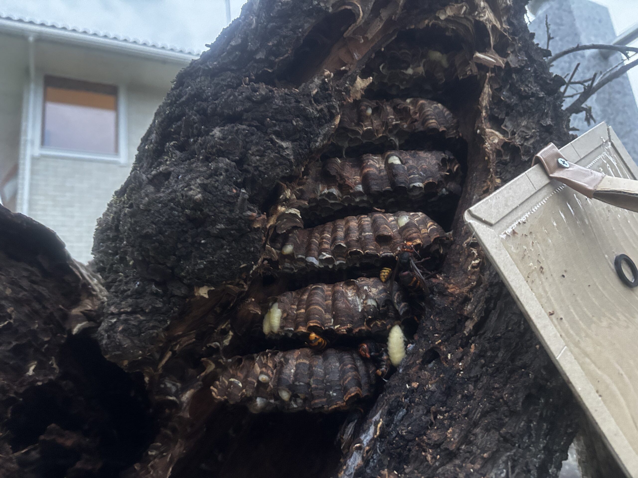 戻りバチ確認など【熊谷市など】