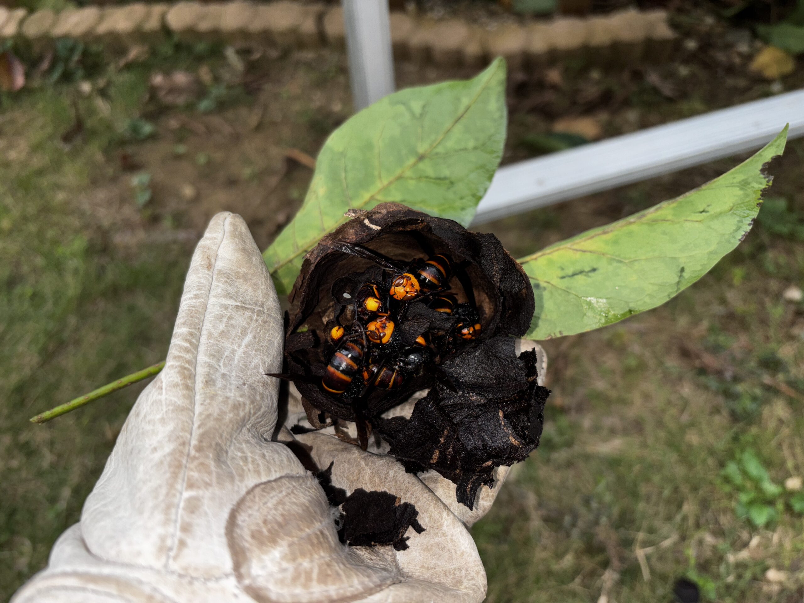 シロアリ駆除など【行田市など】