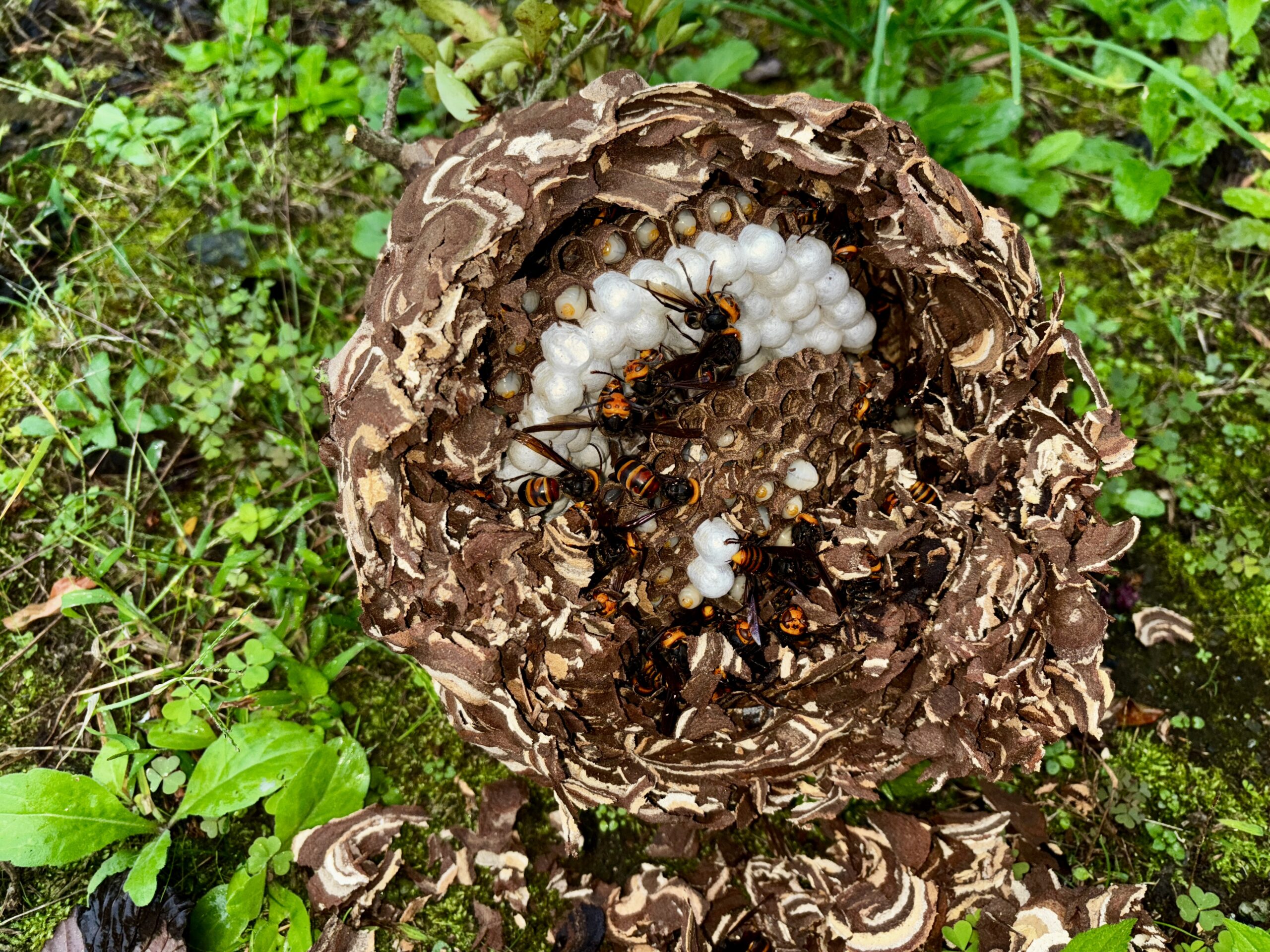 ネズミ駆除など【鴻巣市など】