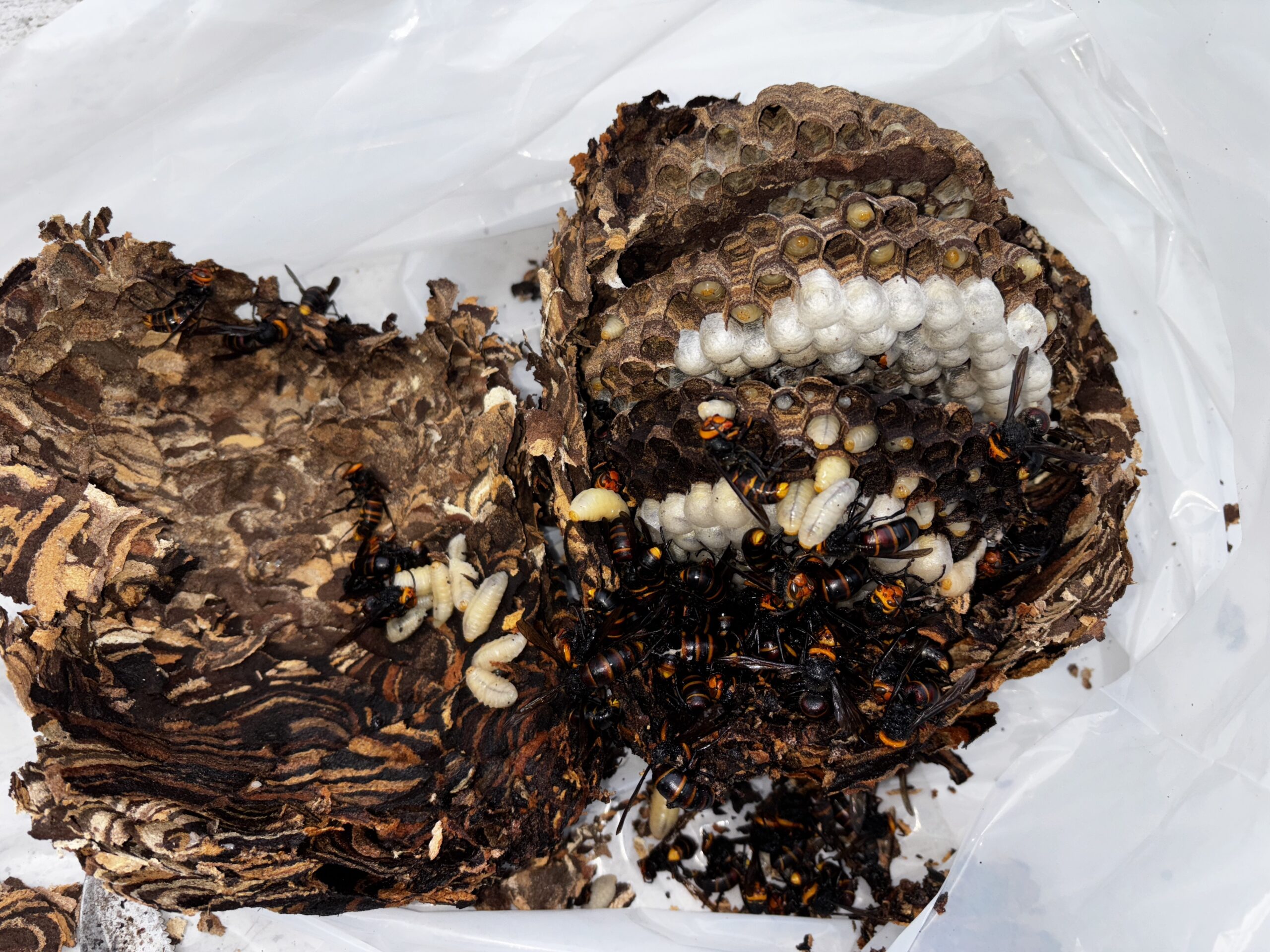 ネズミ駆除など【吉見町など】