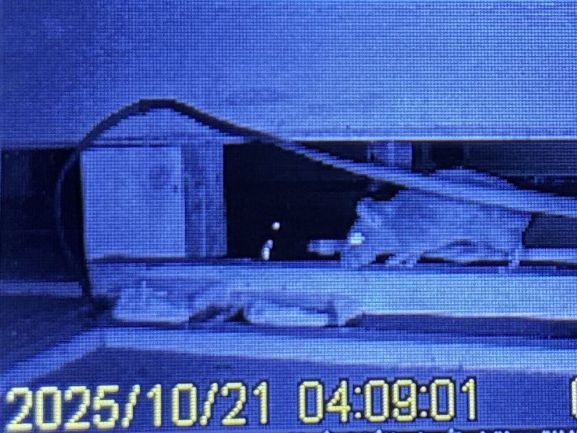 ネズミ駆除など【熊谷市など】