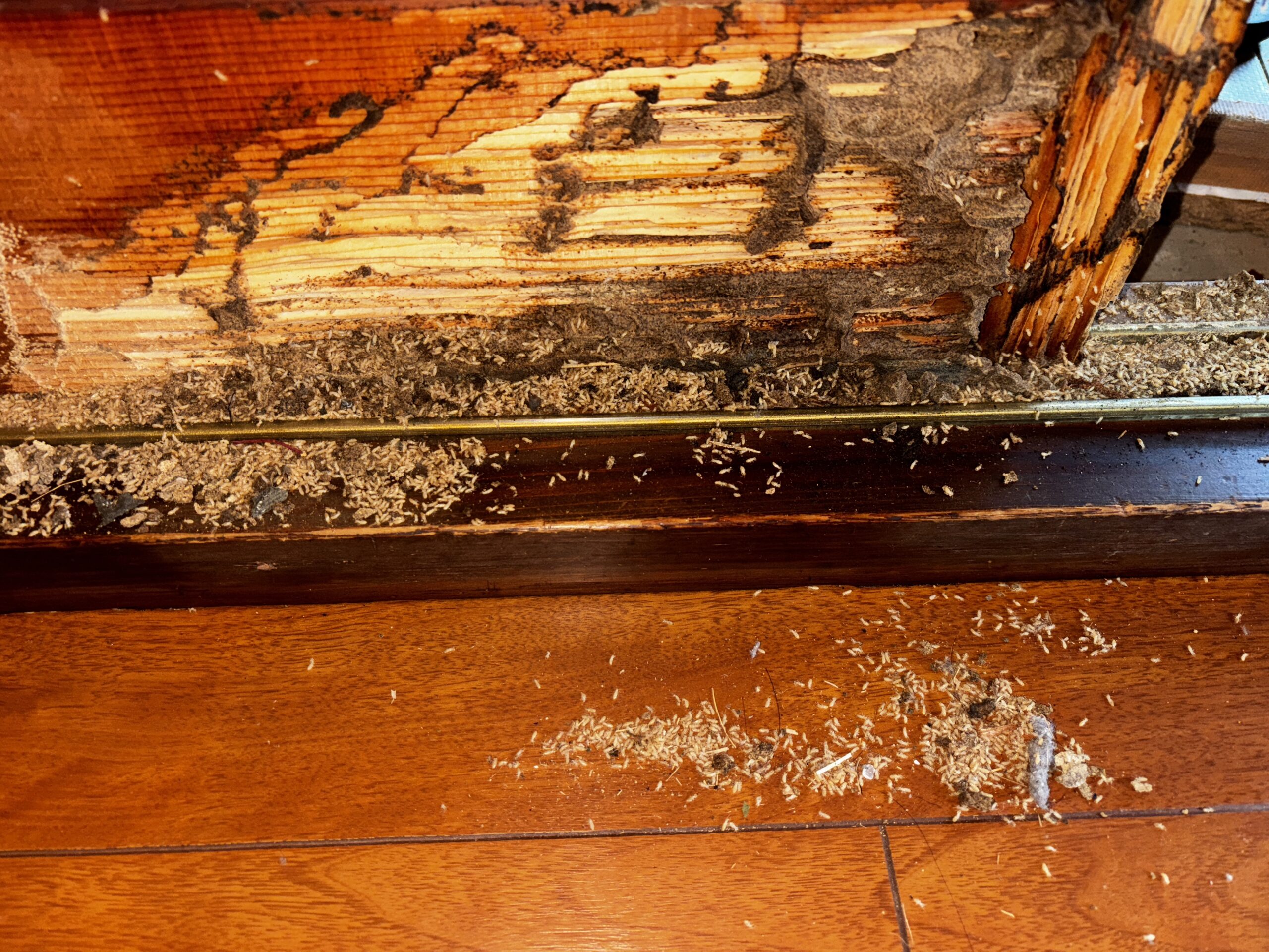 ネズミ駆除など【鴻巣市など】