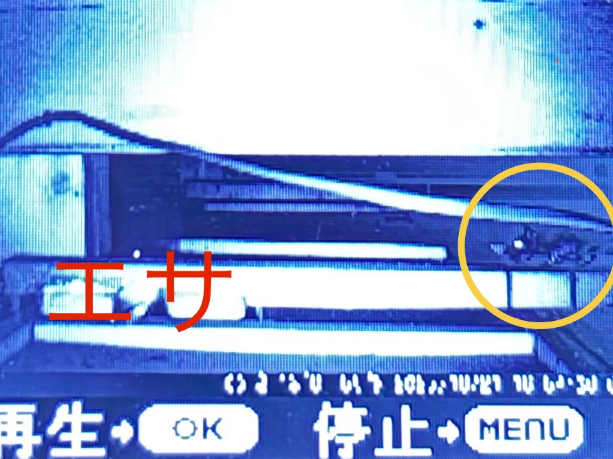ネズミ駆除など【熊谷市など】