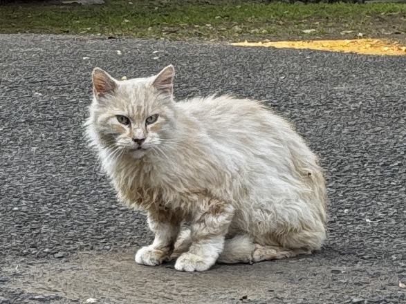 ネズミ駆除など【行田市など】