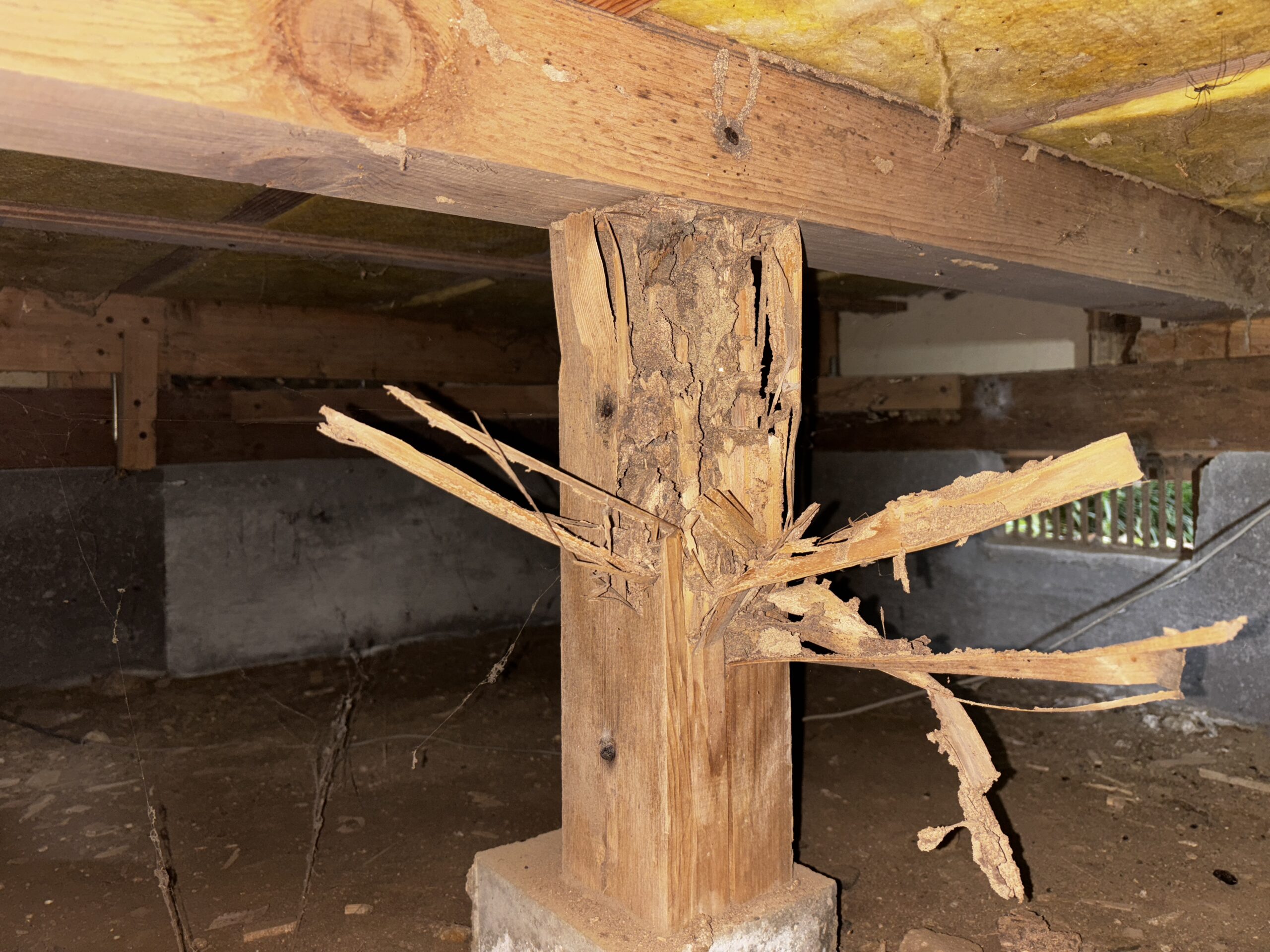 ネズミ駆除など【深谷市】