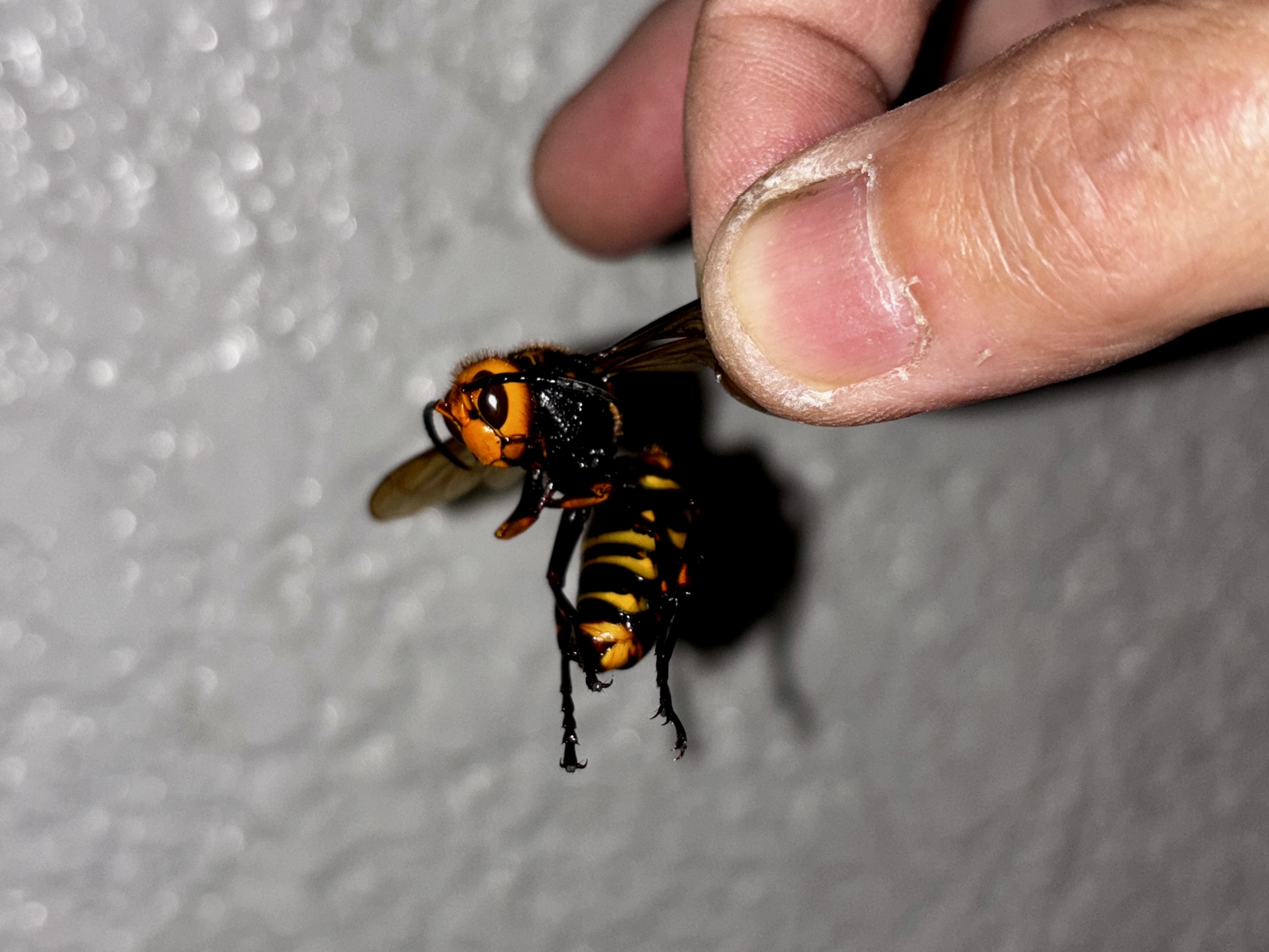 ネズミ駆除など【鴻巣市など】