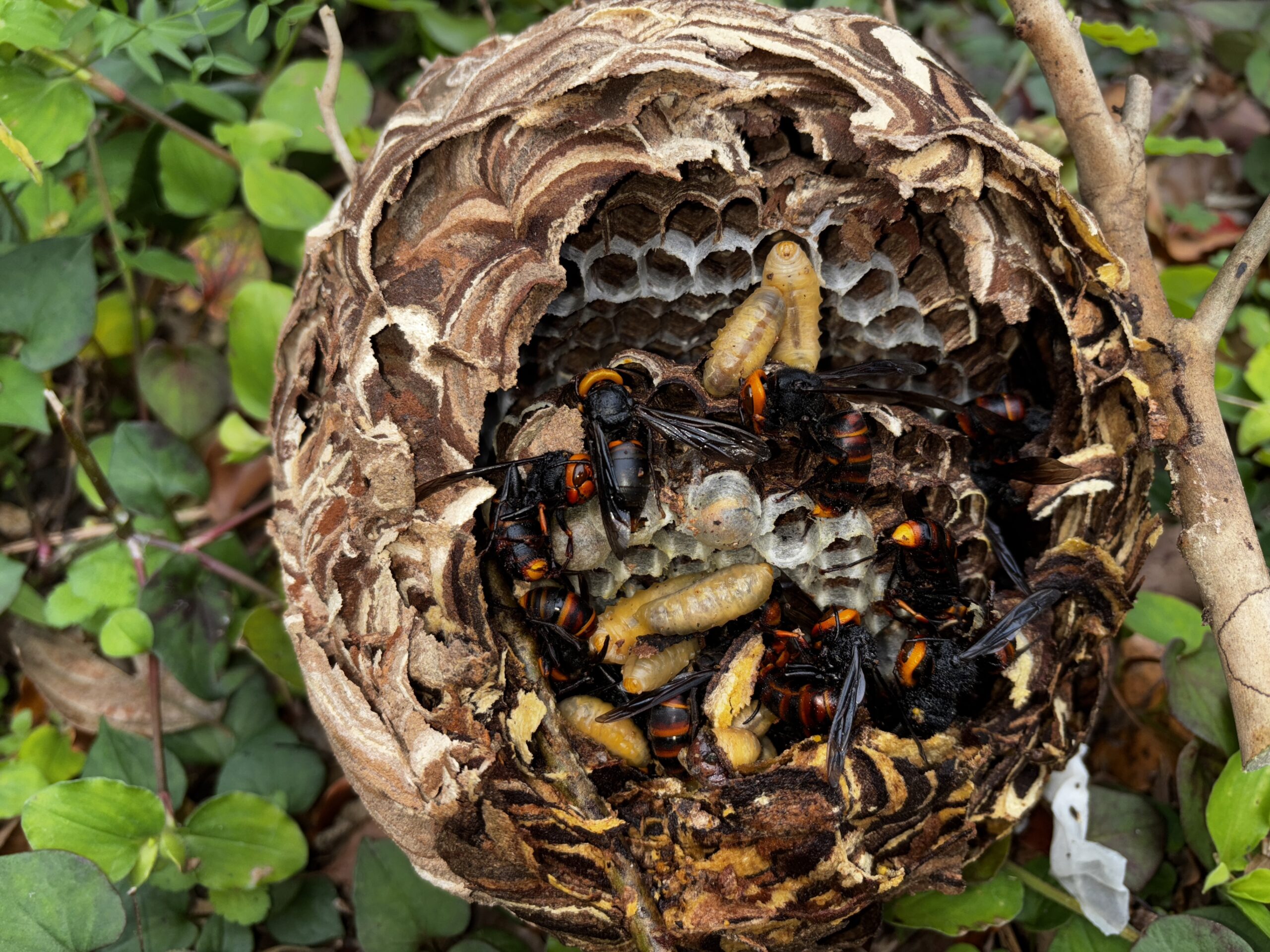スズメバチ巣駆除など【熊谷市】