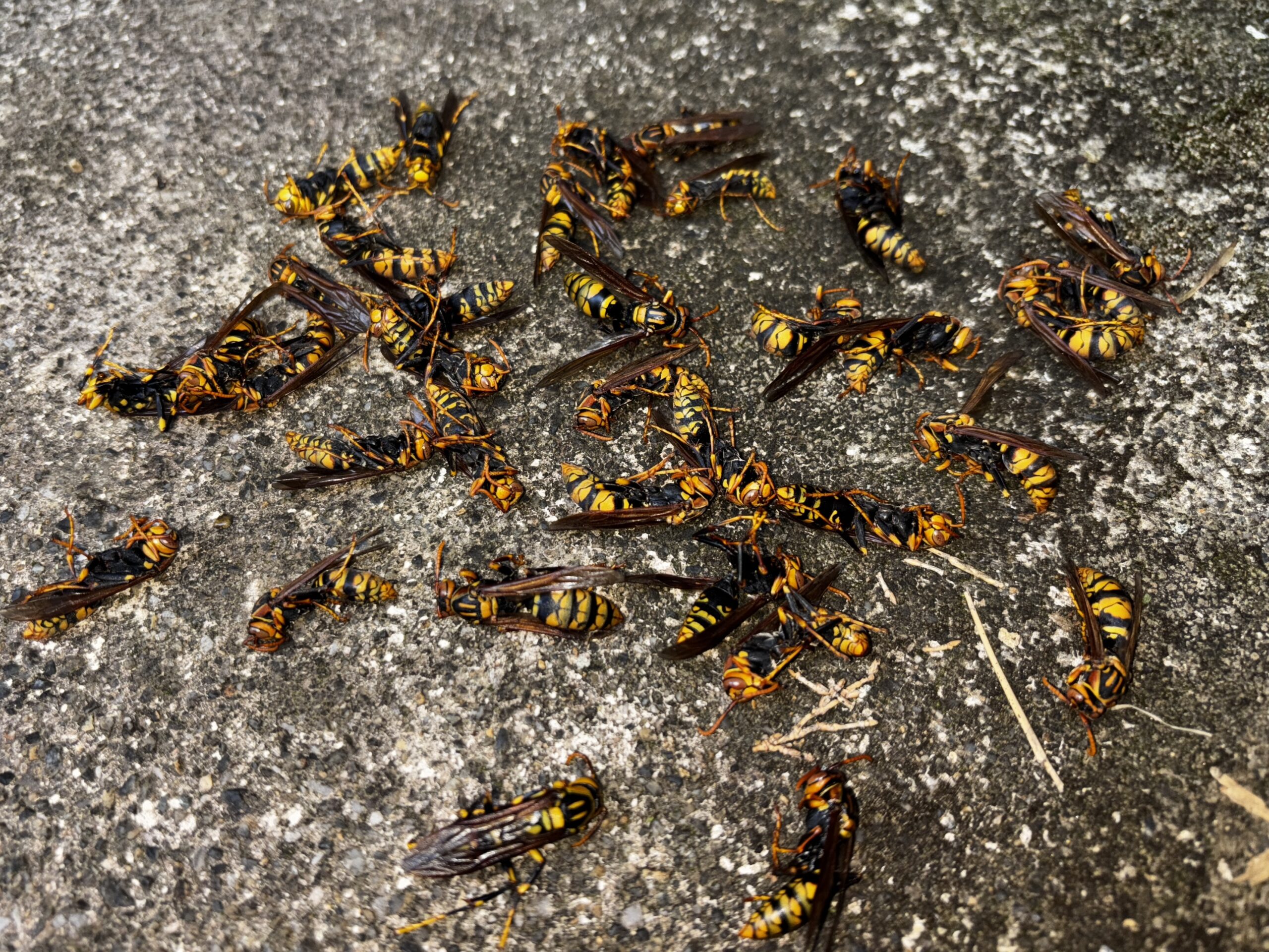 ネズミ駆除管理など【東松山市】