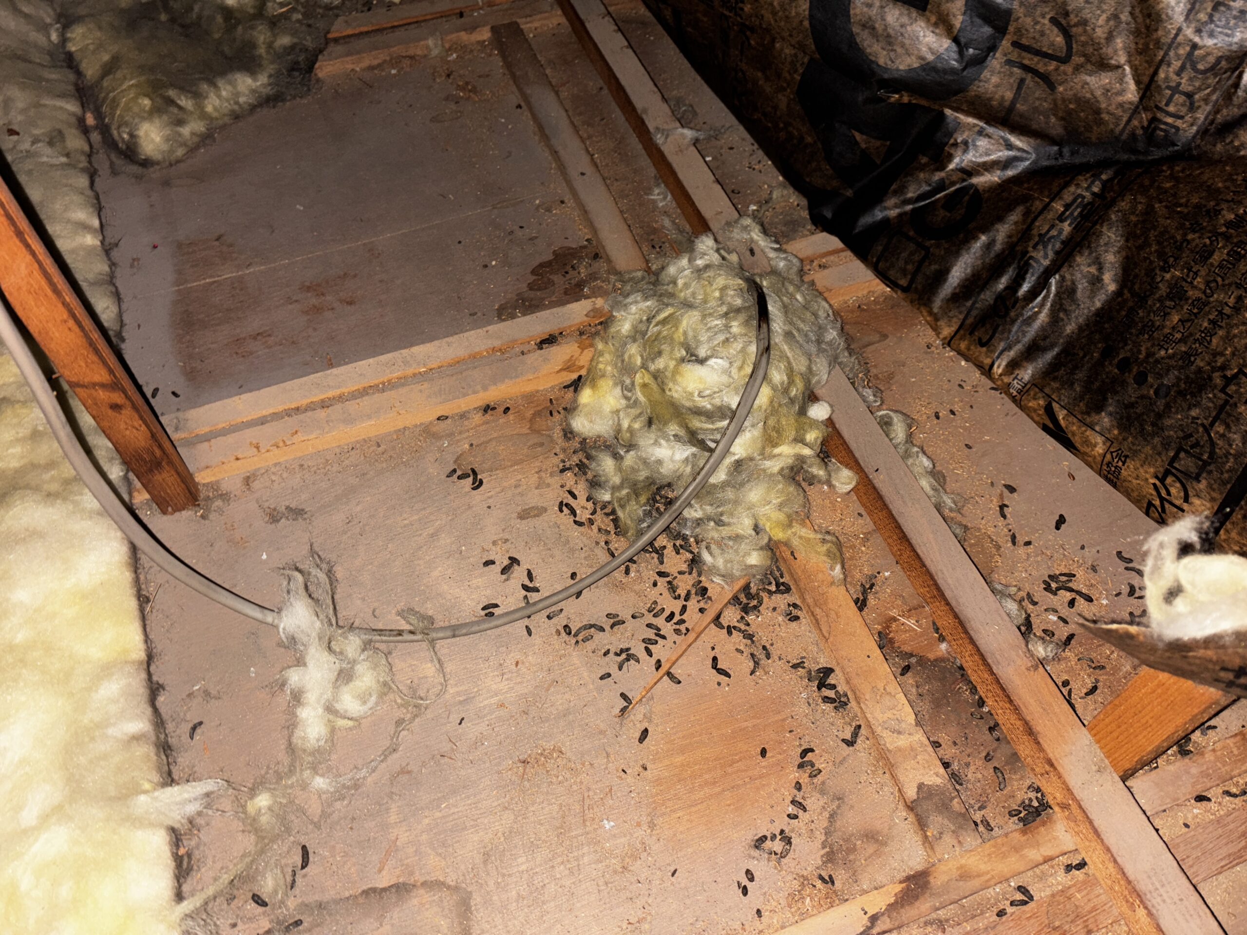 ネズミ駆除【鴻巣市など】