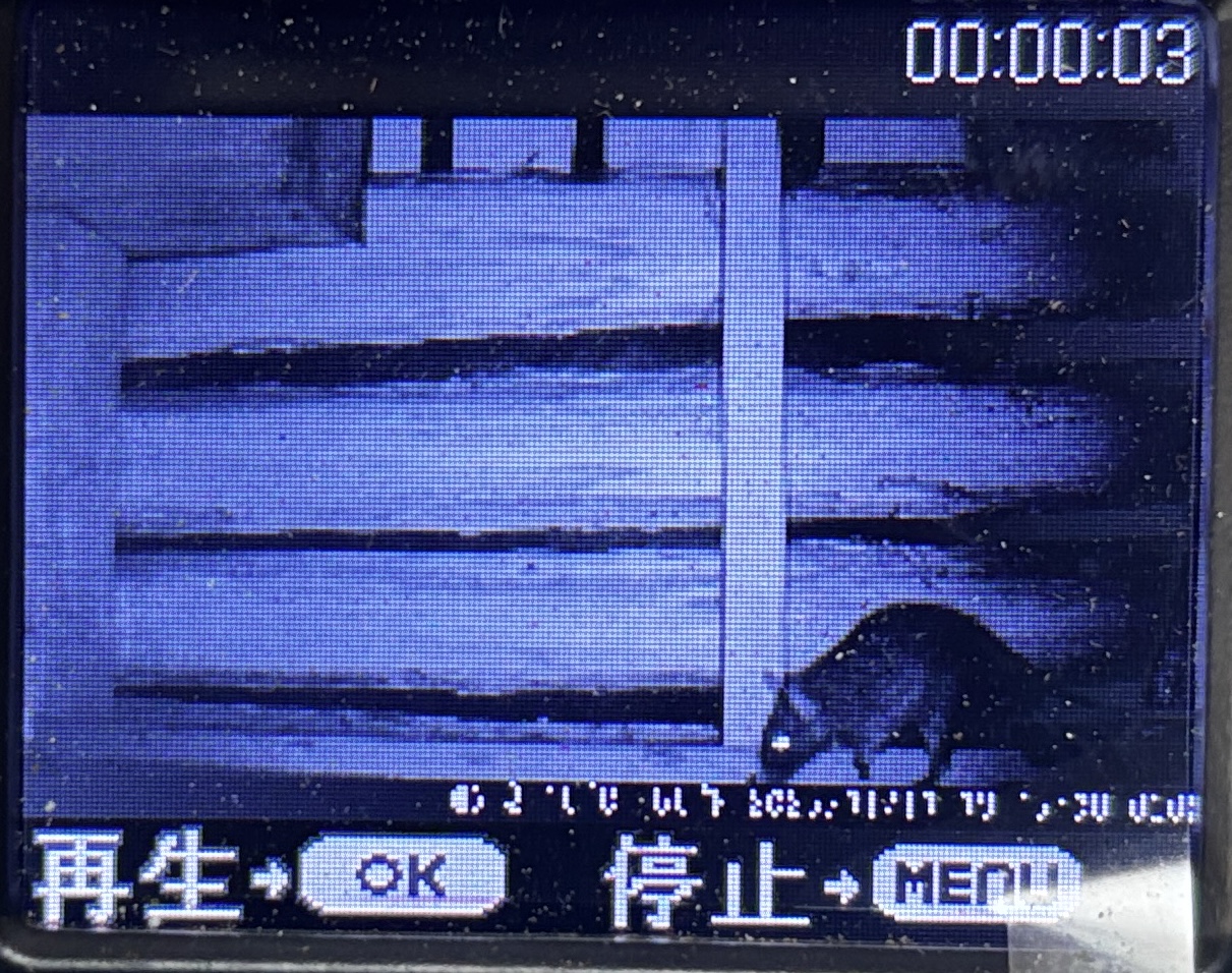 ネズミ駆除【鴻巣市】