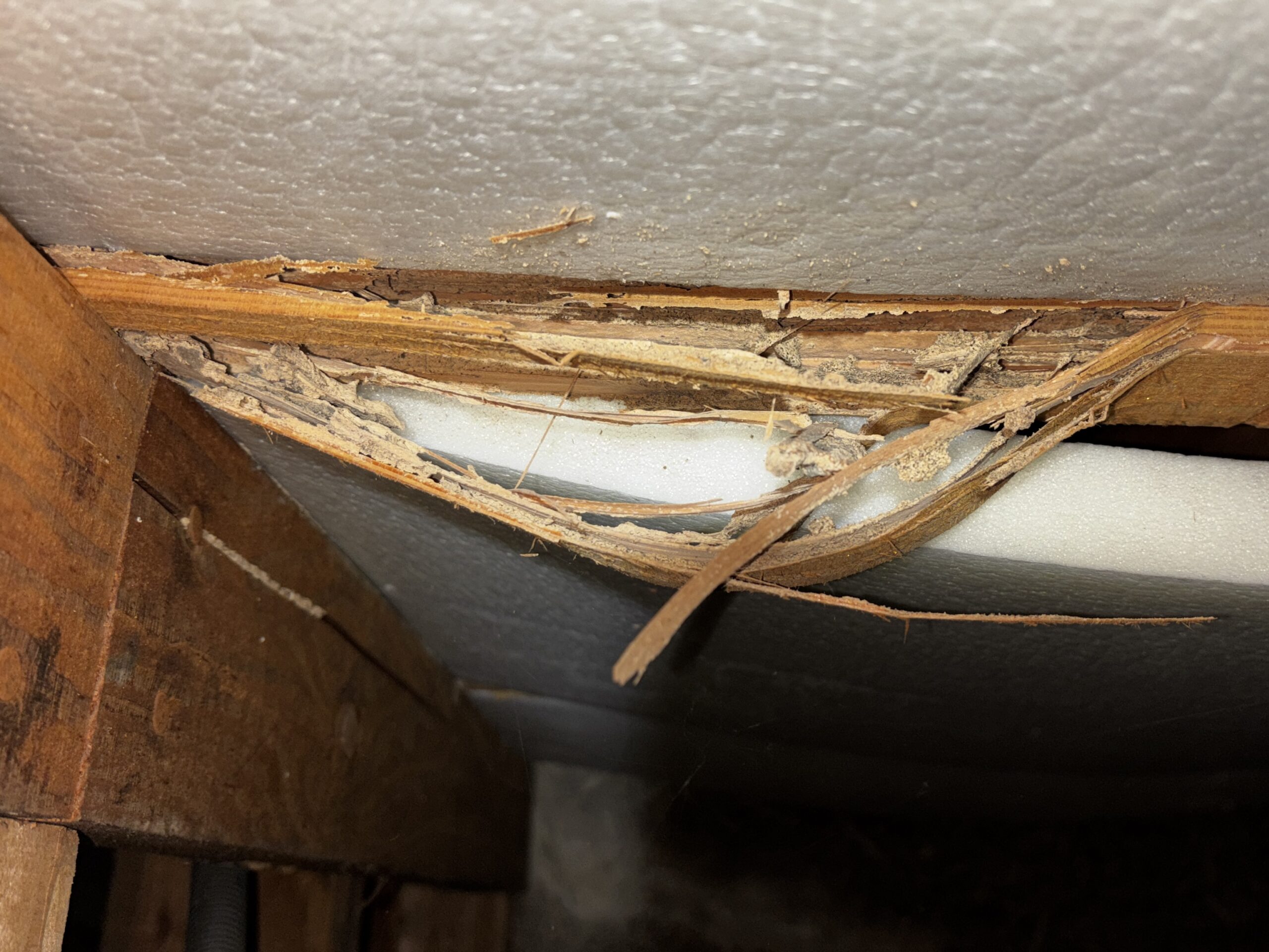 シロアリ害調査