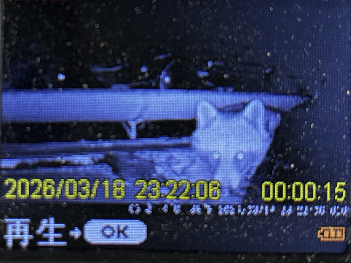 ネズミ駆除
