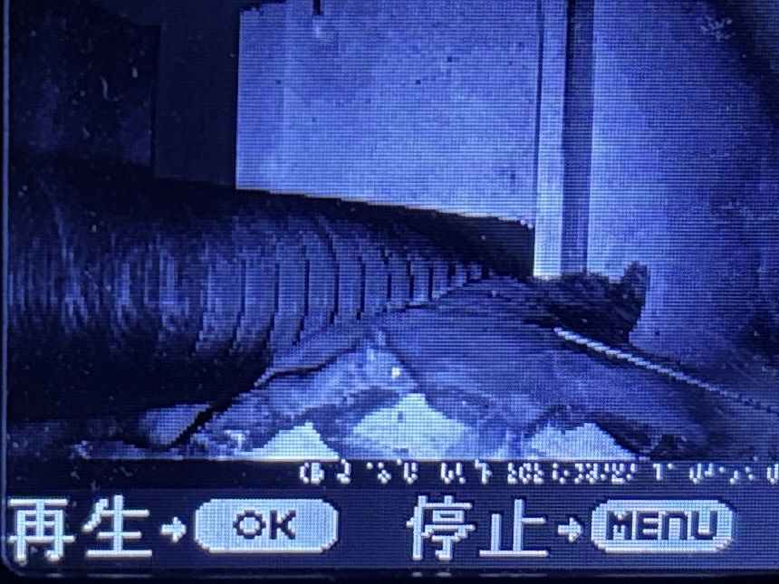 ネズミ駆除
