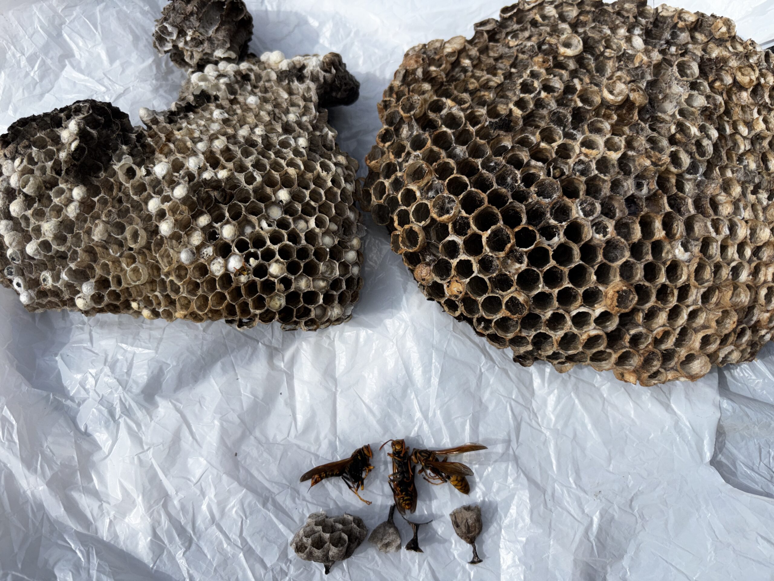 アライグマ追い出しなど