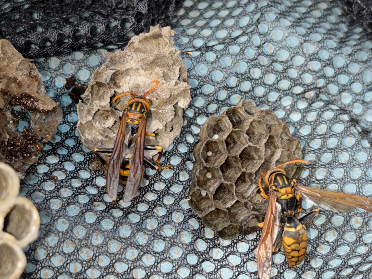 シロアリ防除など