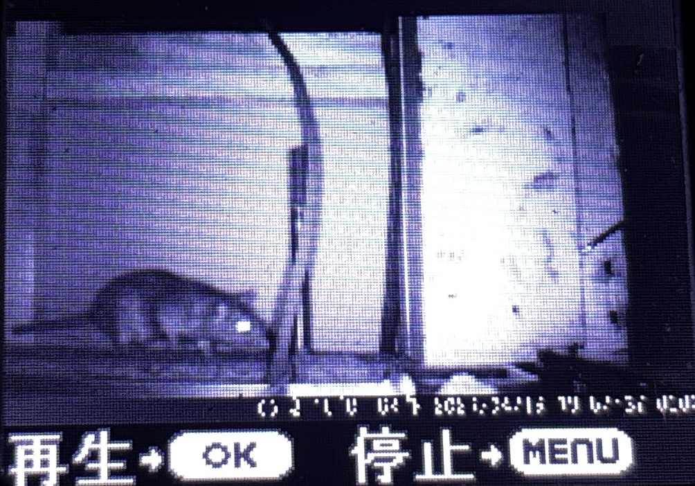 ネズミ駆除