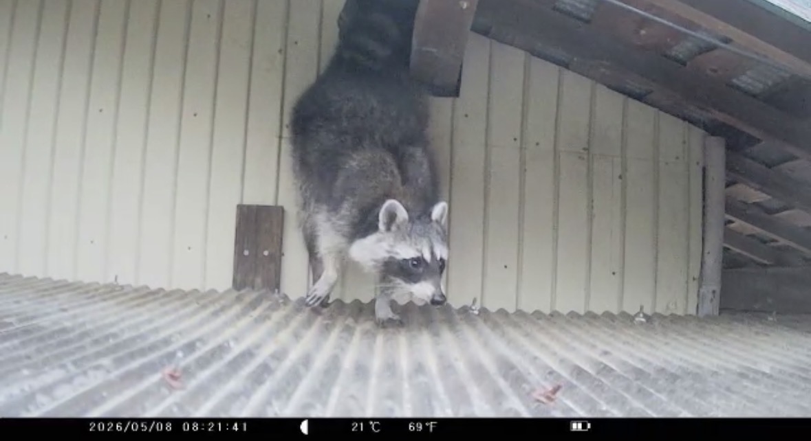 ネズミ駆除など